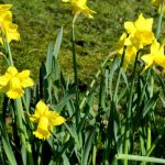 Botanische Narzissen: Auswahl und Kombination