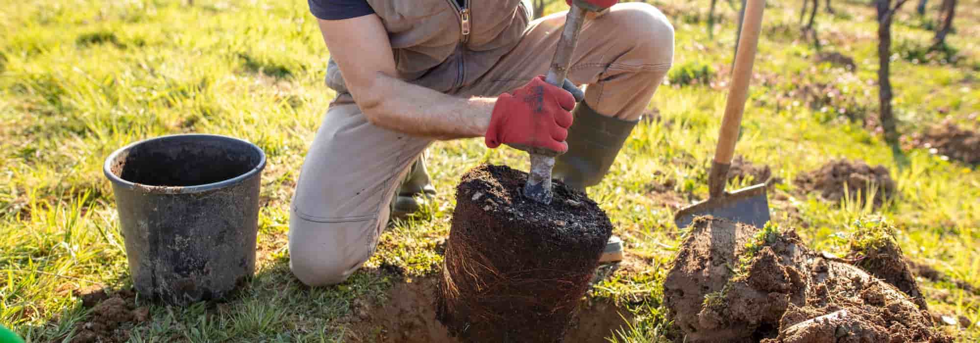 10 gute Gründe, einen Baum zu pflanzen