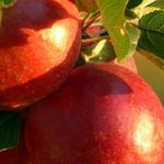 Roter Apfel: 5 beste Sorten
