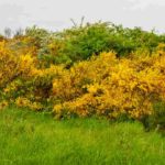 Welche Ginster für eine Hecke?