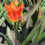 9 panaschierte Tulpen