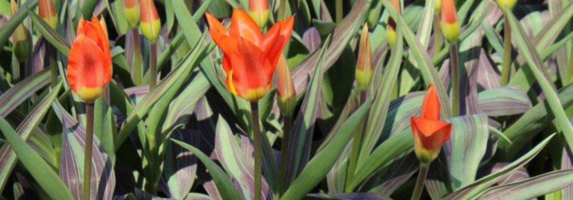 9 panaschierte Tulpen