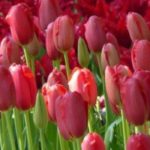 7 rotblühende Tulpen