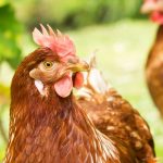 Huhn: nützlich in Garten und Obstgarten