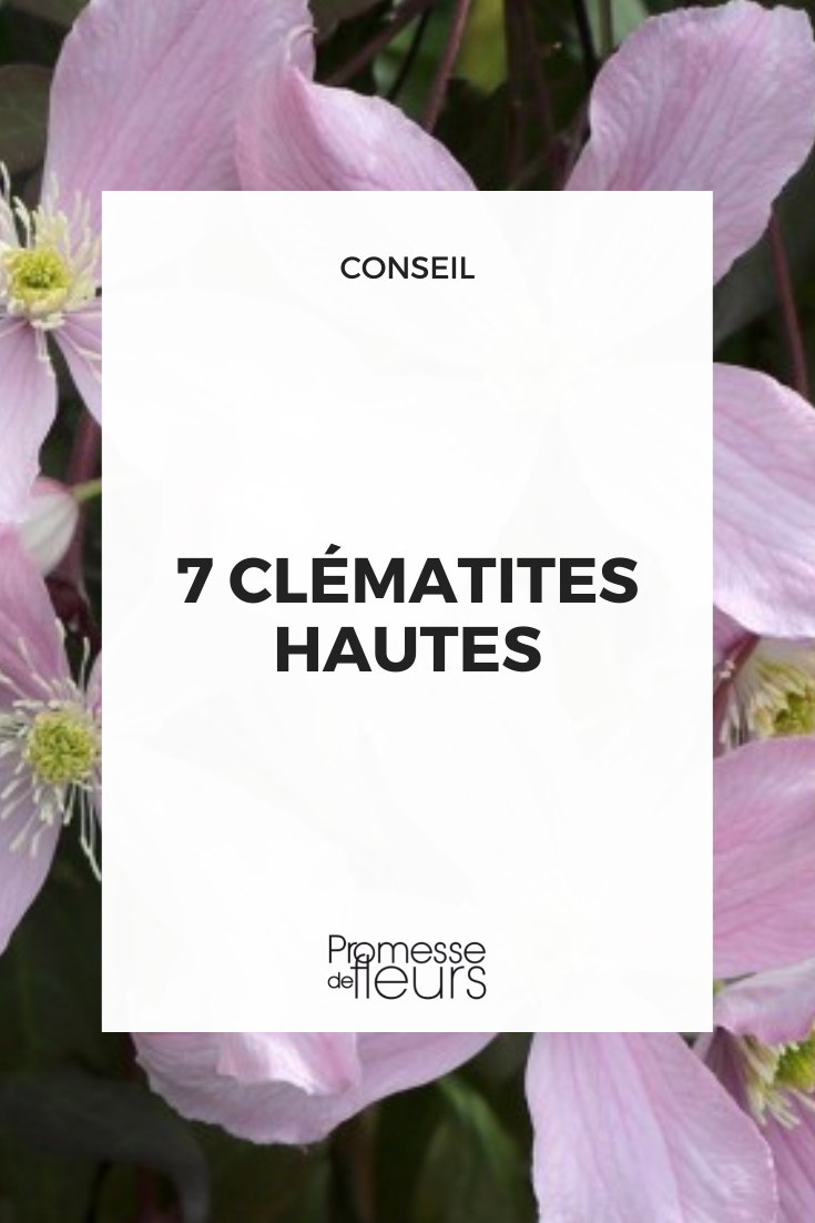Auswahl an großwüchsigen Clematis