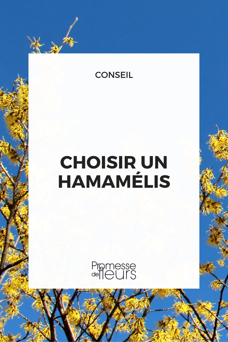 Hamamelis