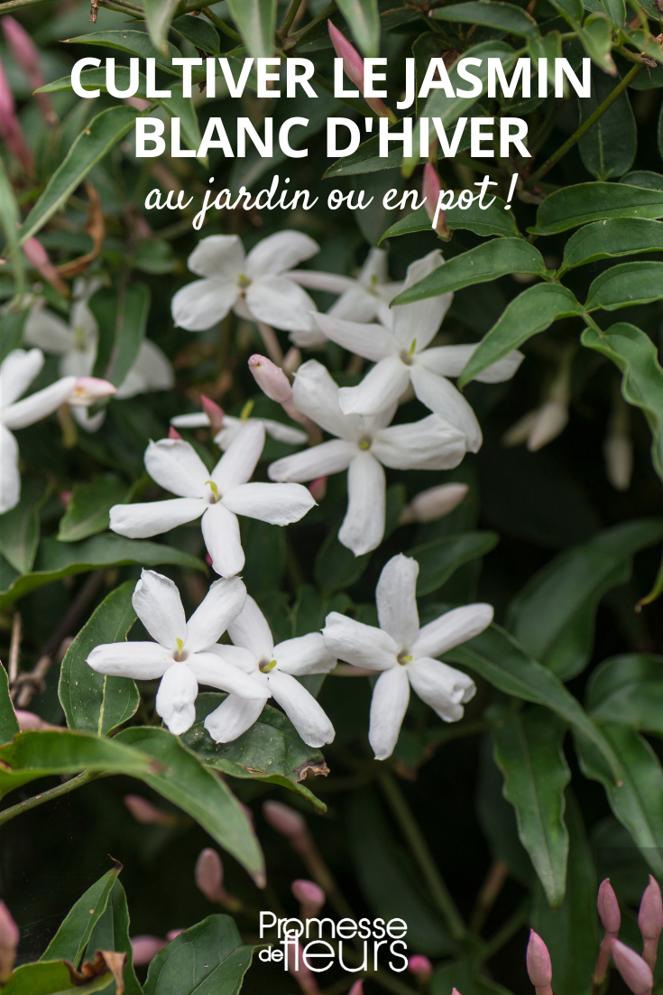 Blüten des Jasminum polyanthum