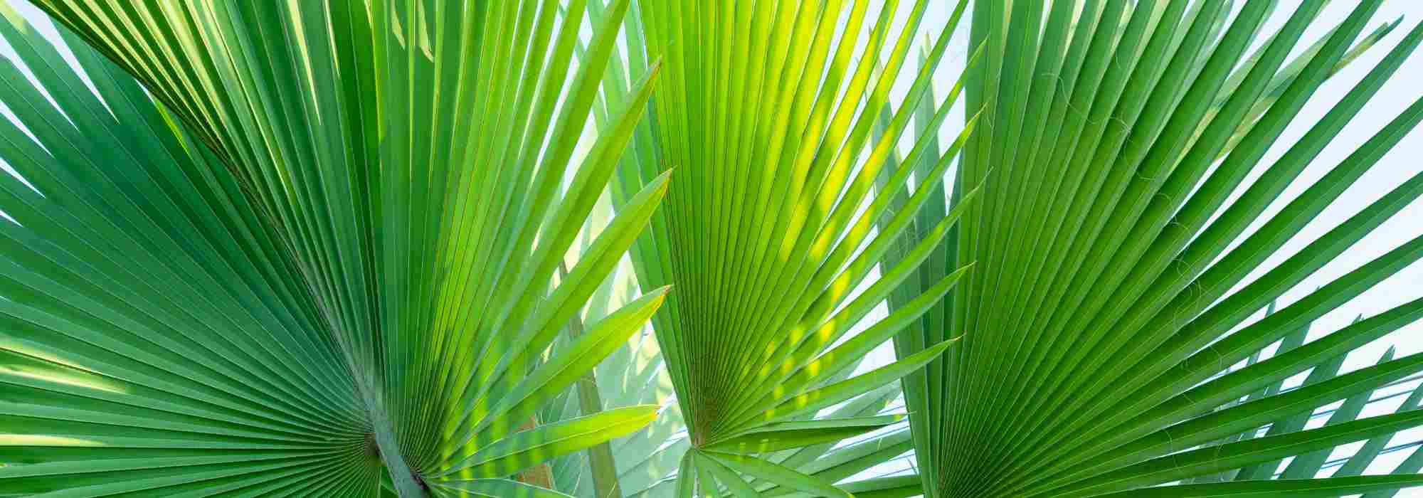 Loulupalme – Thurston-Palme: Pflanzen und Pflege