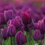 6 Tulpen mit violetten, malvenfarbenen oder purpurfarbenen Blüten