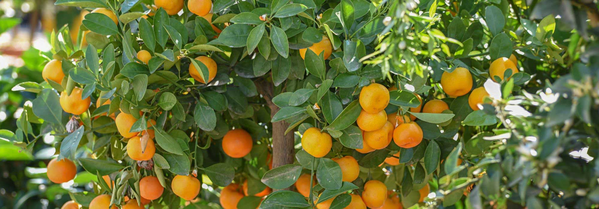7 Zitrusfrüchte für den Topf