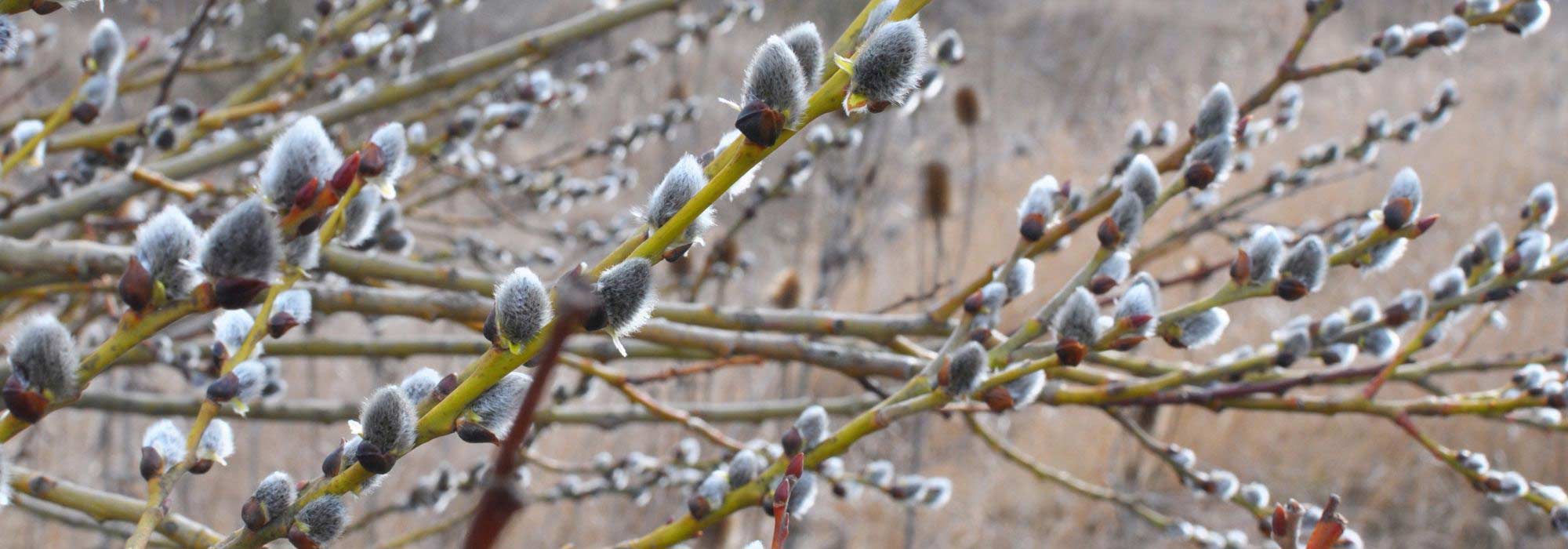 Gehölze mit Winterwirkung