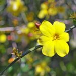Winter-Jasmin vermehren: Stecklingsvermehrung oder Absenken