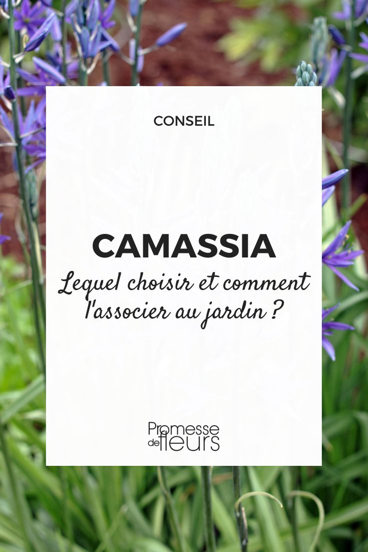 # Camassia: Auswahl und passende Pflanzpartner

## Die richtige Camassia-Sorte wählen

Camassia, auch bekannt als Prärielilie, bietet verschiedene Arten und Sorten für den Garten:

- **Camassia leichtlinii**: Höhere Wuchsform (80-120 cm), blaue oder weiße Blüten
- **Camassia quamash**: Kompakter (40-60 cm), intensive blaue Blüten
- **Camassia cusickii**: Zartblaue Blüten, gut für Steingärten geeignet

Tipp: Achten Sie auf die Blütezeit (Mai-Juni) und Wuchshöhe bei der Auswahl.

## Harmonische Pflanzkombinationen

Camassia lässt sich wunderbar mit anderen Stauden kombinieren:

1. **Mit frühblühenden Zwiebelpflanzen**:
   - Tulpen in kontrastierenden Farben
   - Narzissen für einen gelb-blauen Farbkontrast

2. **In naturnahen Pflanzungen**:
   - Gräser wie Calamagrostis
   - Wiesen-Storchschnabel (Geranium pratense)

3. **Für feuchte Standorte**:
   - Sumpf-Schwertlilien (Iris pseudacorus)
   - Mädesüß (Filipendula ulmaria)

## Pflegetipps für optimale Wirkung

- Pflanzabstand: 20-30 cm
- Standort: Sonnig bis halbschattig
- Boden: Frisch bis feucht, nährstoffreich

Camassia eignet sich besonders für:
- Naturgärten
- Uferbepflanzungen
- Prärie-Beete
- Schnittblumengärten

Die zarten Blütenkerzen wirken besonders schön vor dunklem Laub oder in Kombination mit pastellfarbenen Stauden. Probieren Sie verschiedene Kombinationen aus!