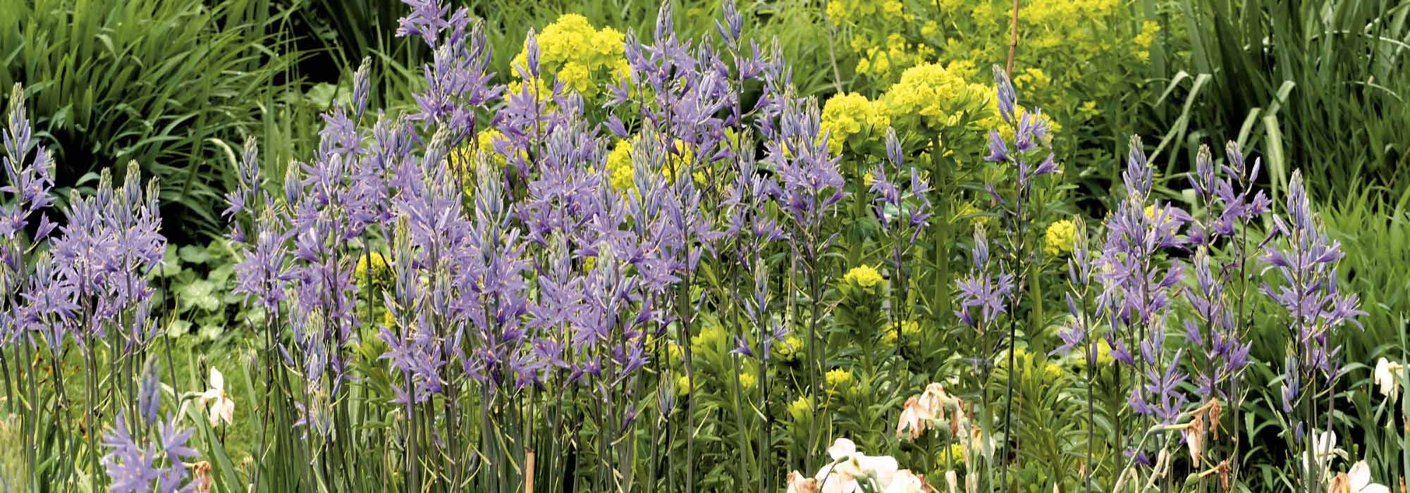 Welche Camassie wählen und im Garten kombinieren?