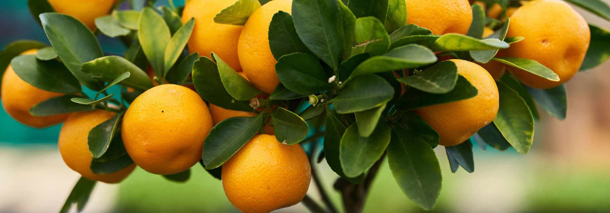 Mittelmeer-Mandarine oder Clementinenbaum im Topf ziehen