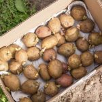 Kartoffeln vorkeimen
