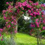 Kletterrose am Rosenbogen ziehen