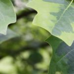 7 Bäume mit dekorativem Laub und Wuchsform
