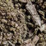 Agrobacterium tumefaciens oder Halsgalle?