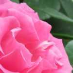 Welche Rose für einen Rosenbogen?