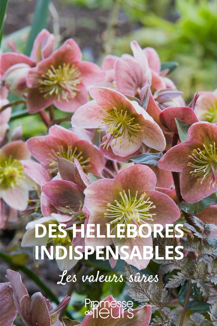 Unverzichtbare Helleborus – bewährte Klassiker