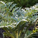 Artischocke vor Frost schützen