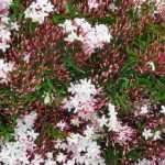 Zimmer-Jasmin im Garten oder Topf kultivieren