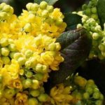 6 Stachellose Mahonien mit Winterblüte
