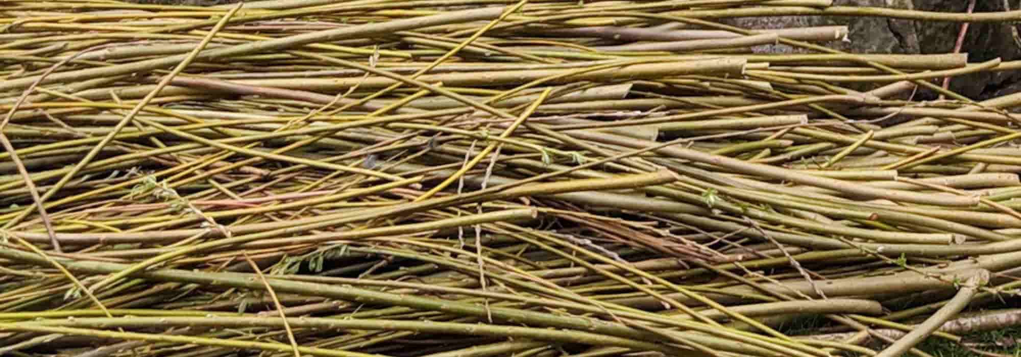 Zero Waste: Wohin mit Zweigen im Garten?