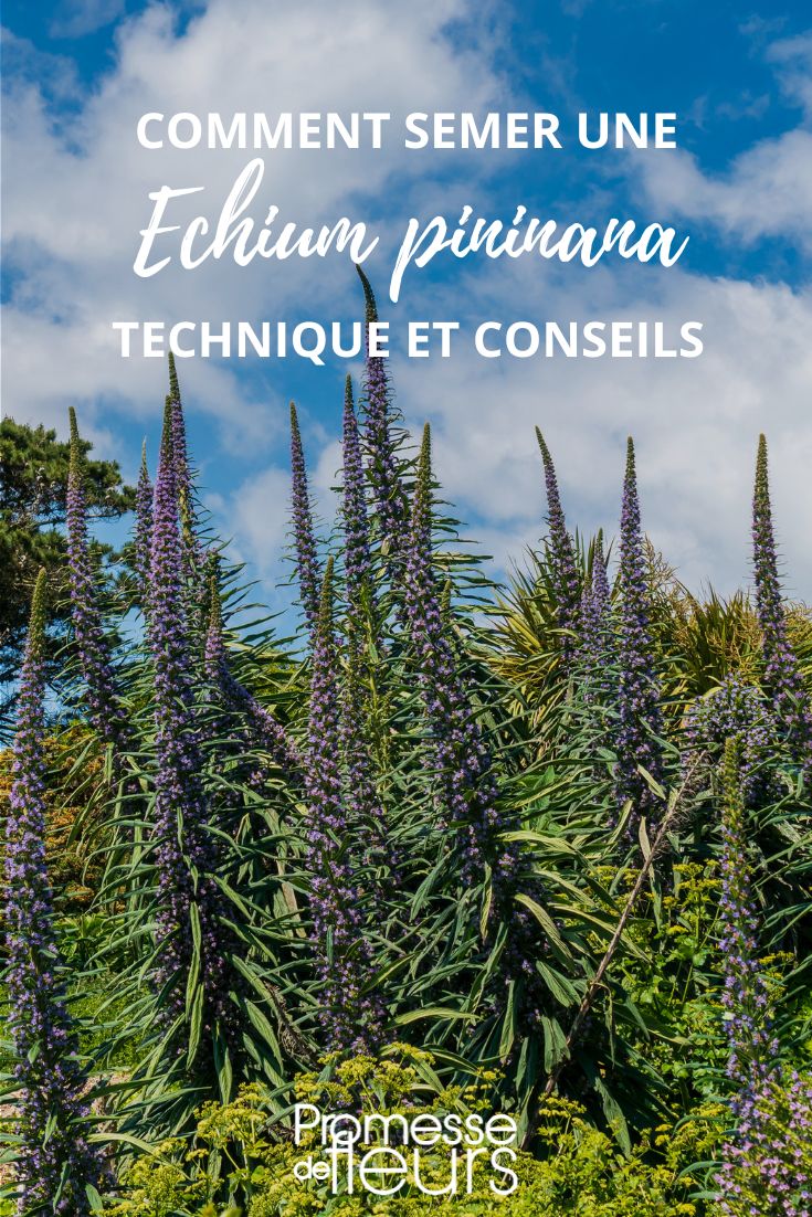Echium pininana aussäen