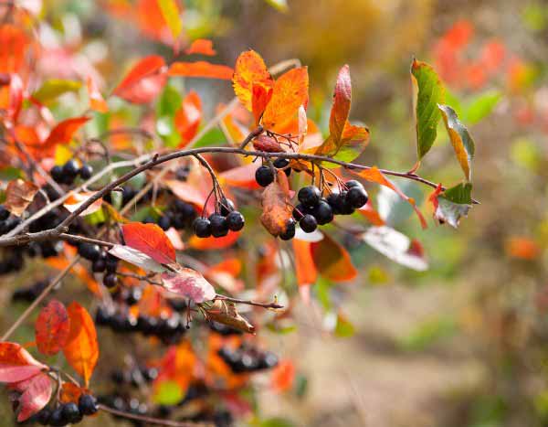Aronia vermehren?
