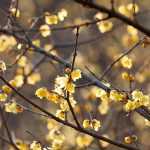 Winterblüte kombinieren