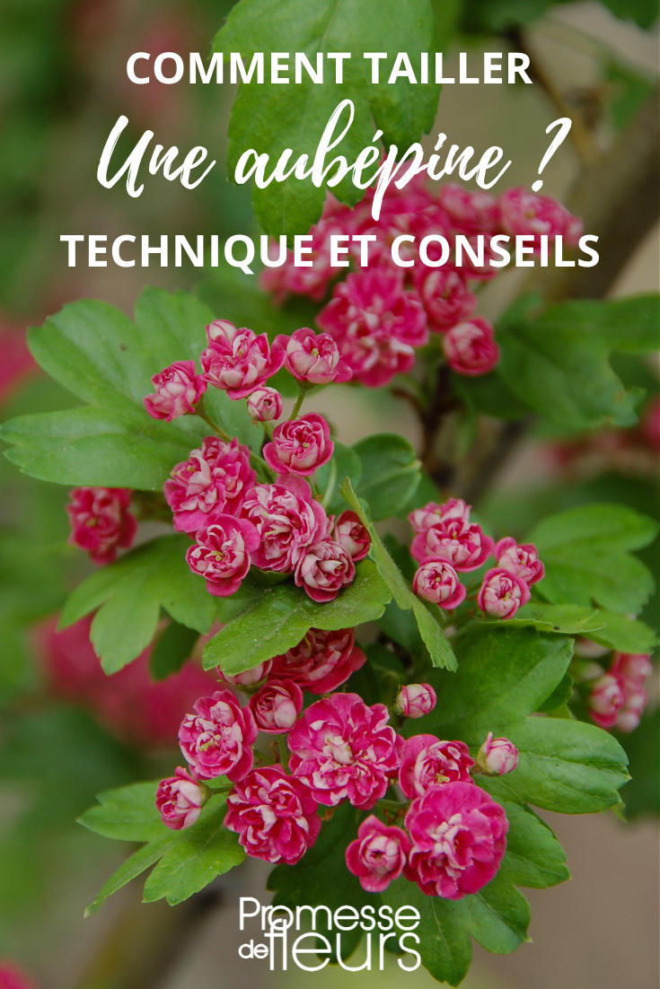 Blüten der Crataegus (Weißdorn)