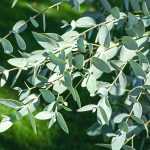 Eukalyptus kombinieren