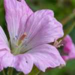 9 rosa blühende Storchschnabelgras