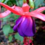 Fuchsie als Hochstämmchen: Schnitt und Pflege