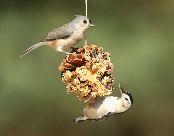 Samenkugeln für Vögel mit Tannenzapfen basteln