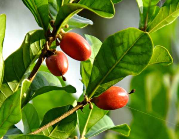 Synsepalum dulcificum, die „Wunderbeere“: überraschende rote Beeren!