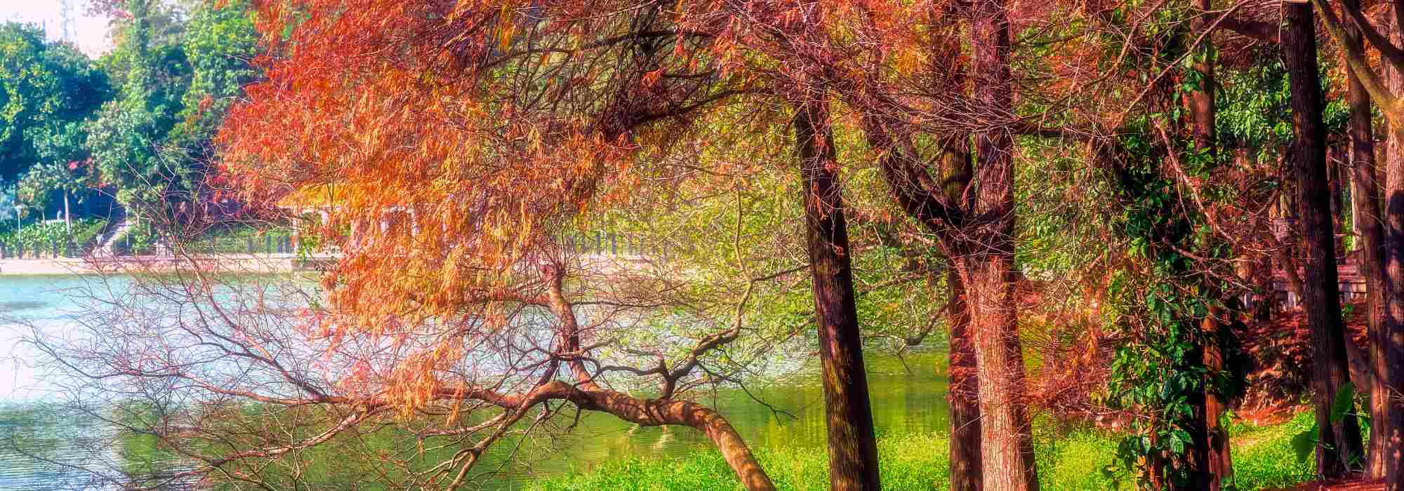 Taxodium: Pflanzung, Kultur und Pflege