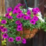 Blumenampel gestalten?