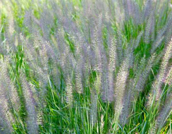 Pennisetum teilen?