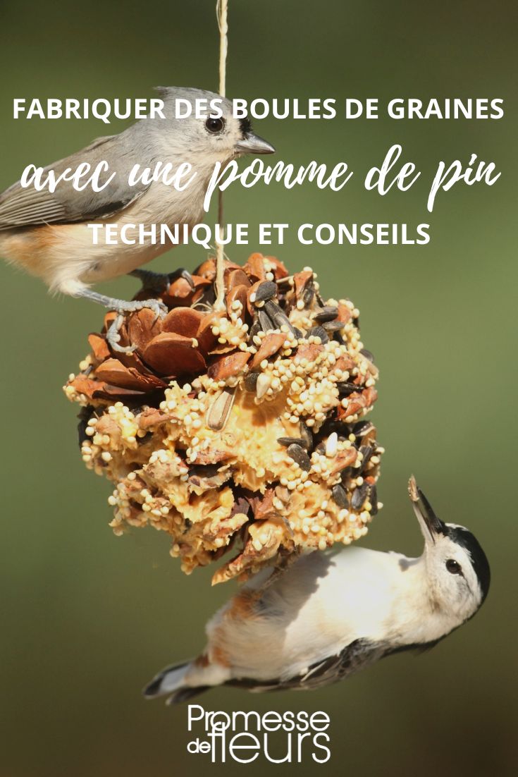Vogelfutter-Kugeln mit einem Tannenzapfen herstellen