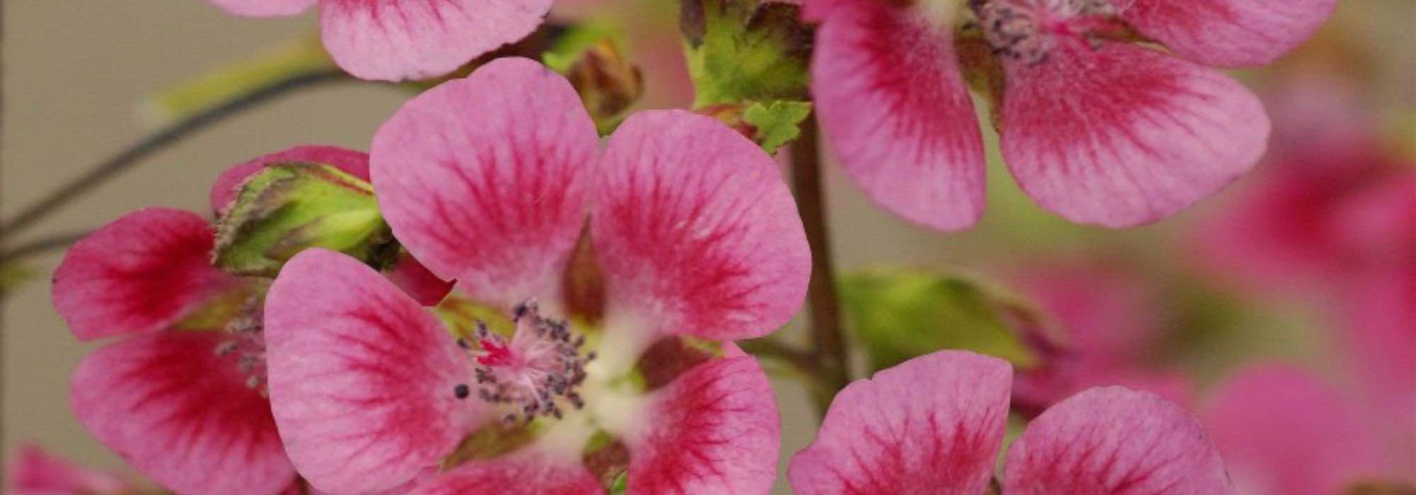 Anisodontea im Topf kultivieren