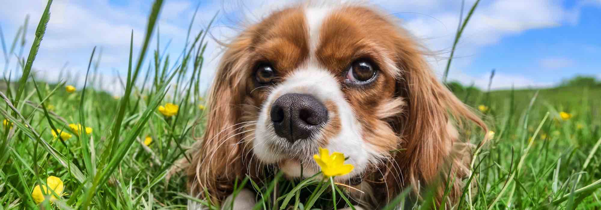 Rasen und Hundeurin: So bleibt der Rasen schön?