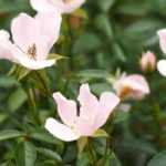8 kleinblütige Rosen für den Garten