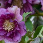 6 spätwinterblühende Stauden