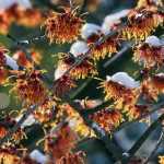 3 Ideen für schöne Winterbeete