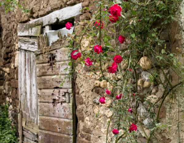 Alte Kletterrose verjüngen?