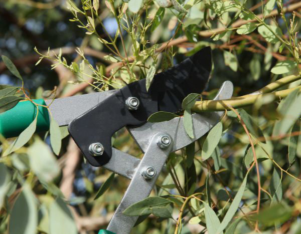 Eukalyptus schneiden?