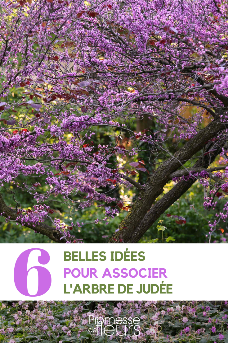 Gartenpartnerschaften für Cercis - Der Judasbaum